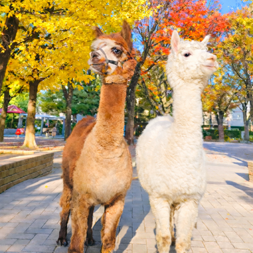 アルパカふれあいランドHPはコチラ|本物のアルパカが神楽坂にやって来た。楽しみ方はいろいろ!!